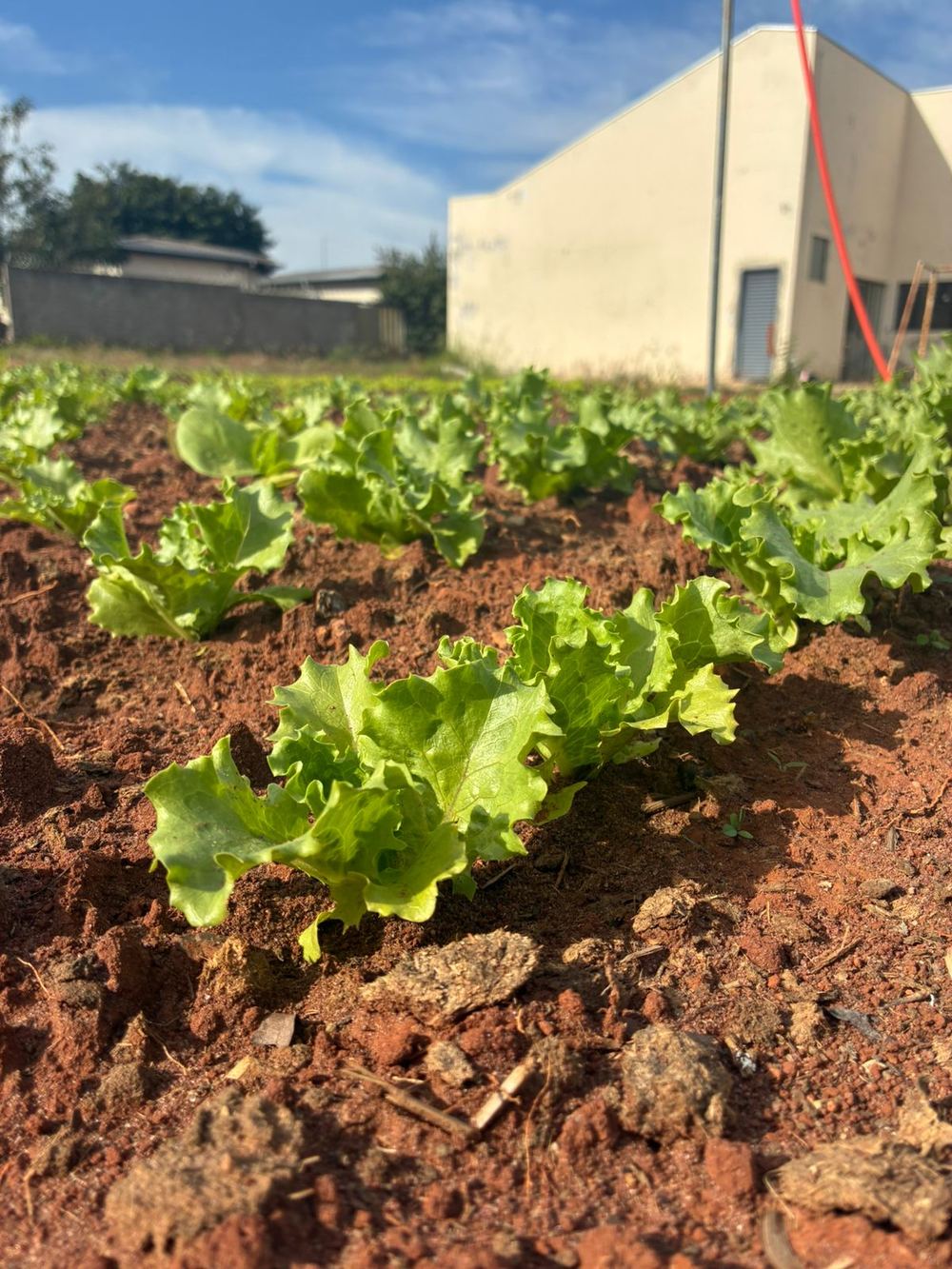 Alface crespa cultivada na Horta Educativa e Comunitária