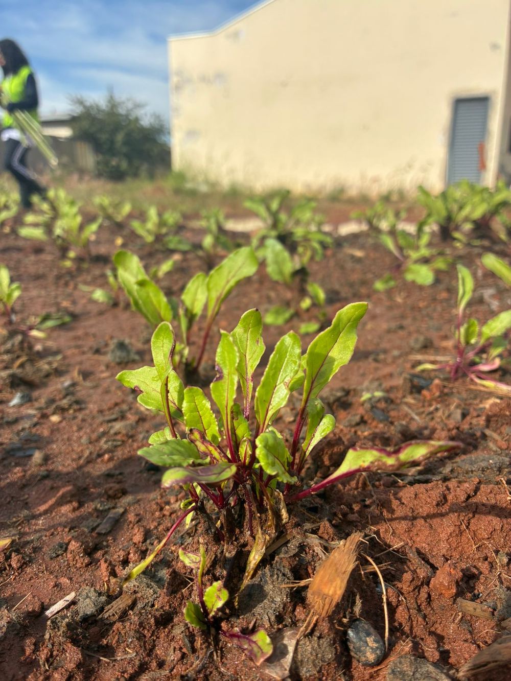 Mudas de beterraba plantadas na horta, com participante ao fundo