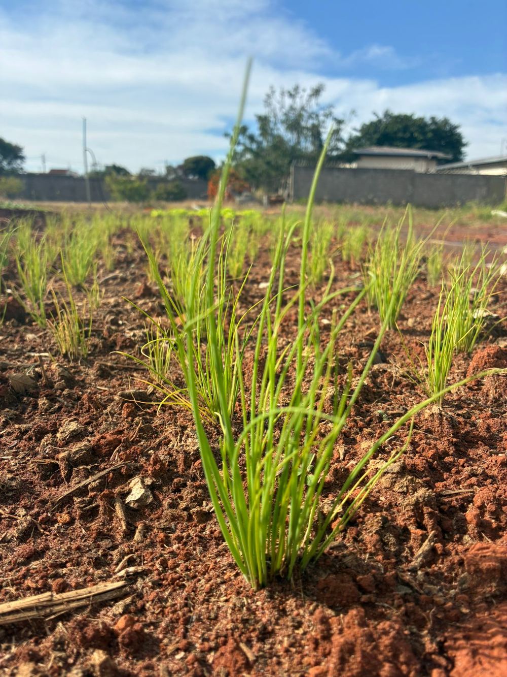 Canteiro de cebolinha em desenvolvimento na horta