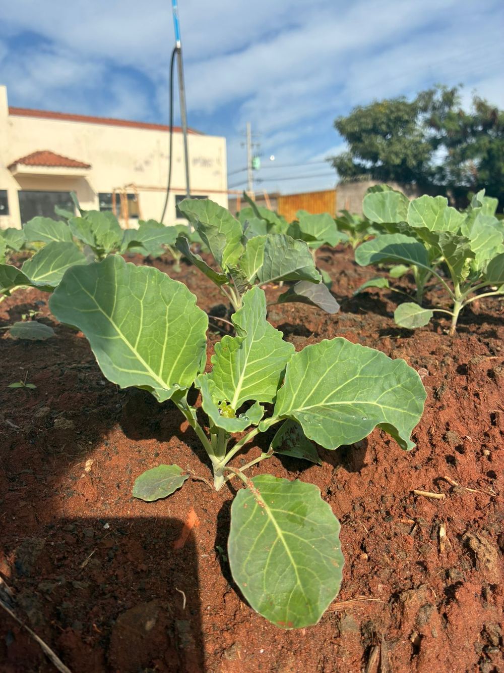 Mudas de couve plantadas na Horta Educativa e Comunitária da APAE