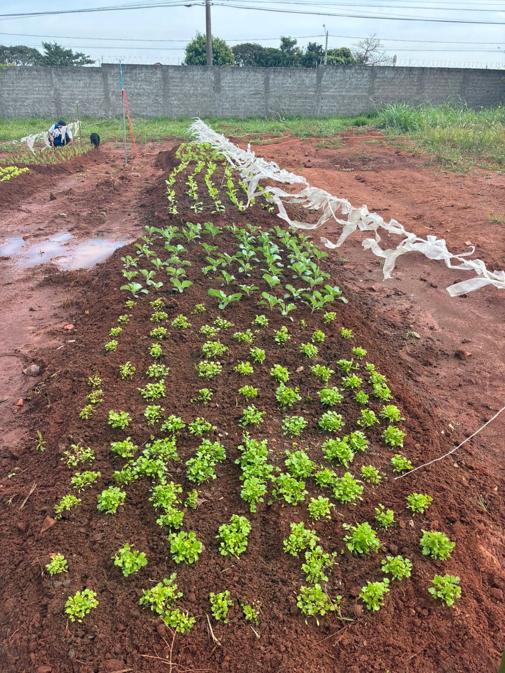 Canteiros com diferentes hortaliças plantadas lado a lado