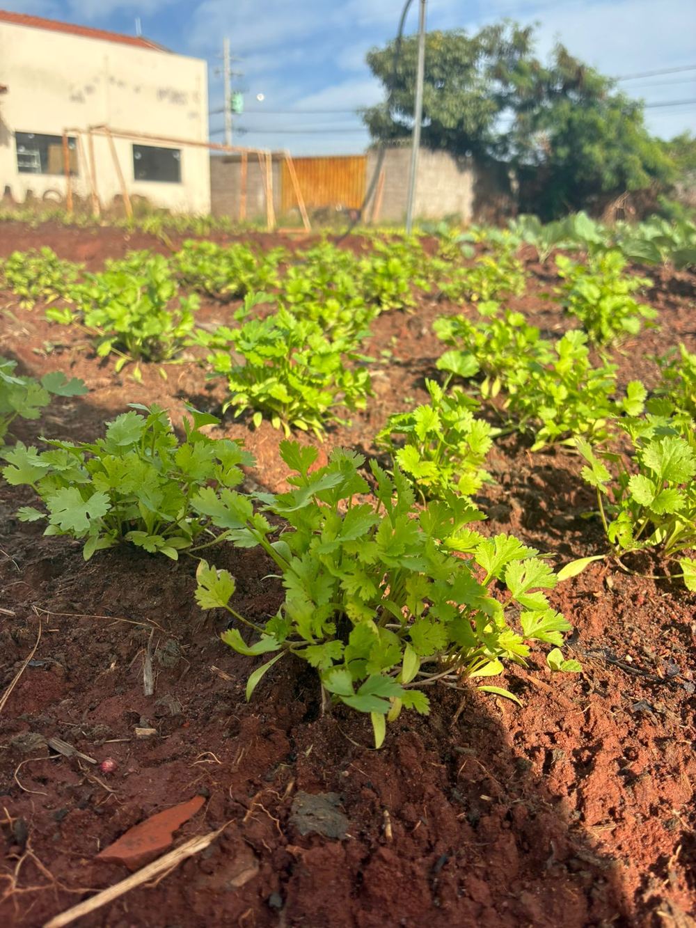 Coentro cultivado na horta comunitária