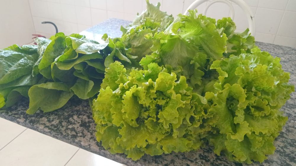 Colheita de alfaces da horta, prontas para consumo